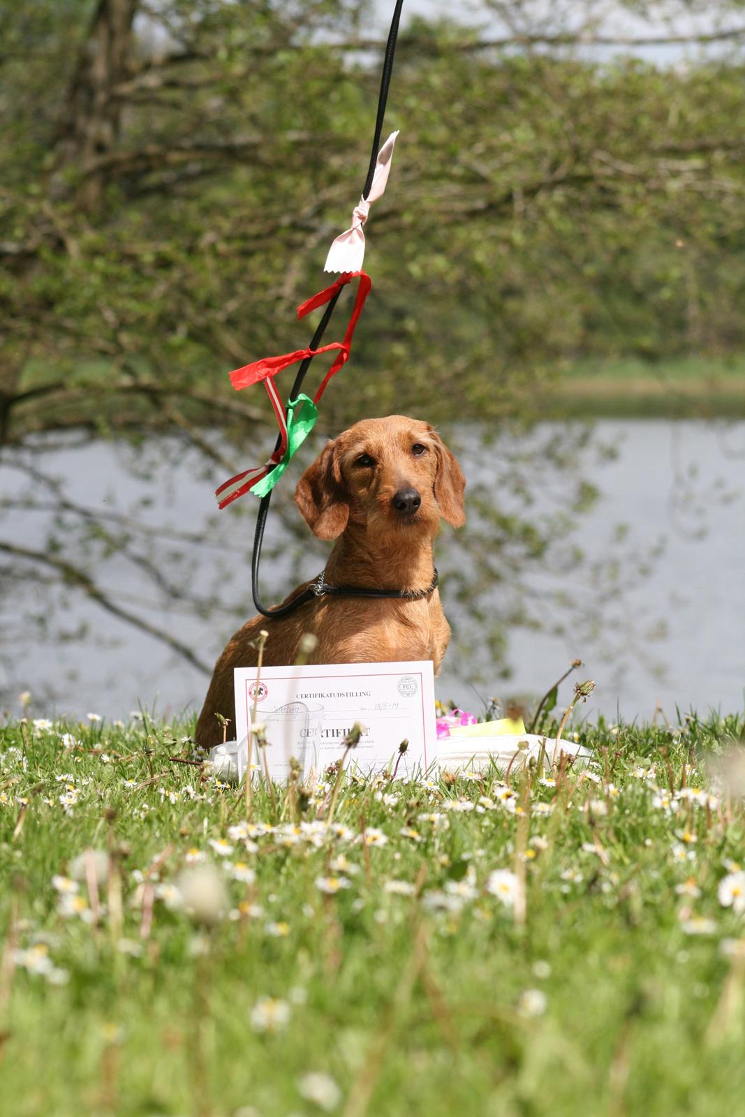 Gravhund Sønderskoven's K-Cocio billede 26