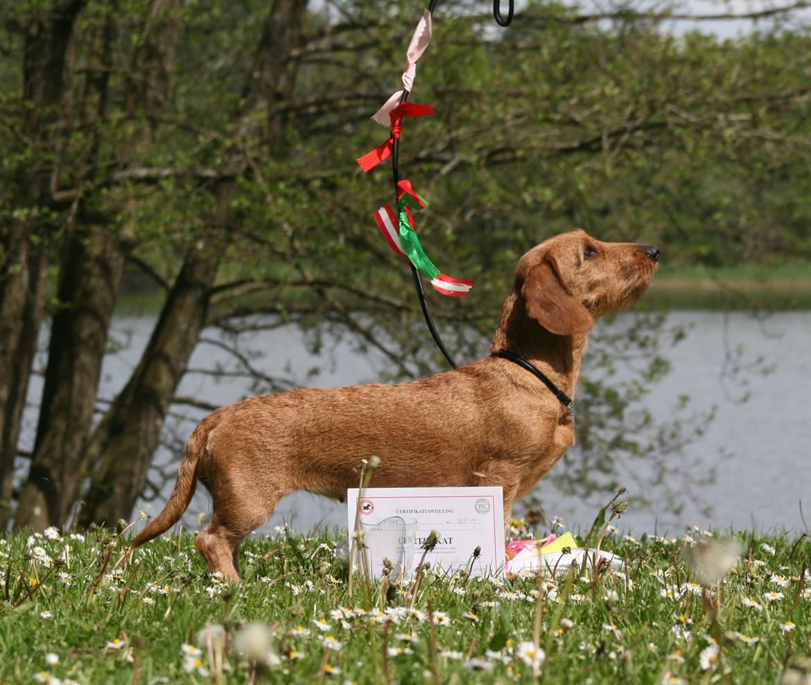 Gravhund Sønderskoven's K-Cocio billede 27