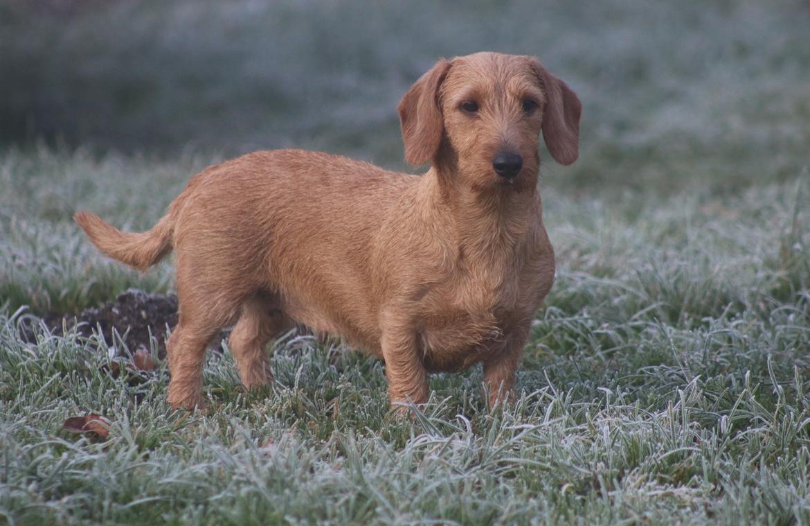 Gravhund Sønderskoven's K-Cocio - Min smukke hund d 21 november 2014 billede 1