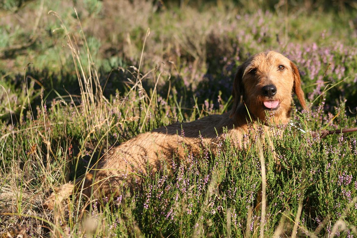 Gravhund Sønderskoven's K-Cocio billede 28