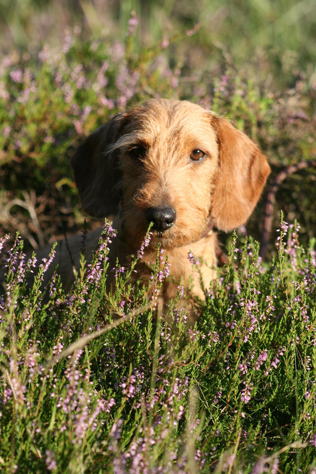 Gravhund Sønderskoven's K-Cocio billede 29