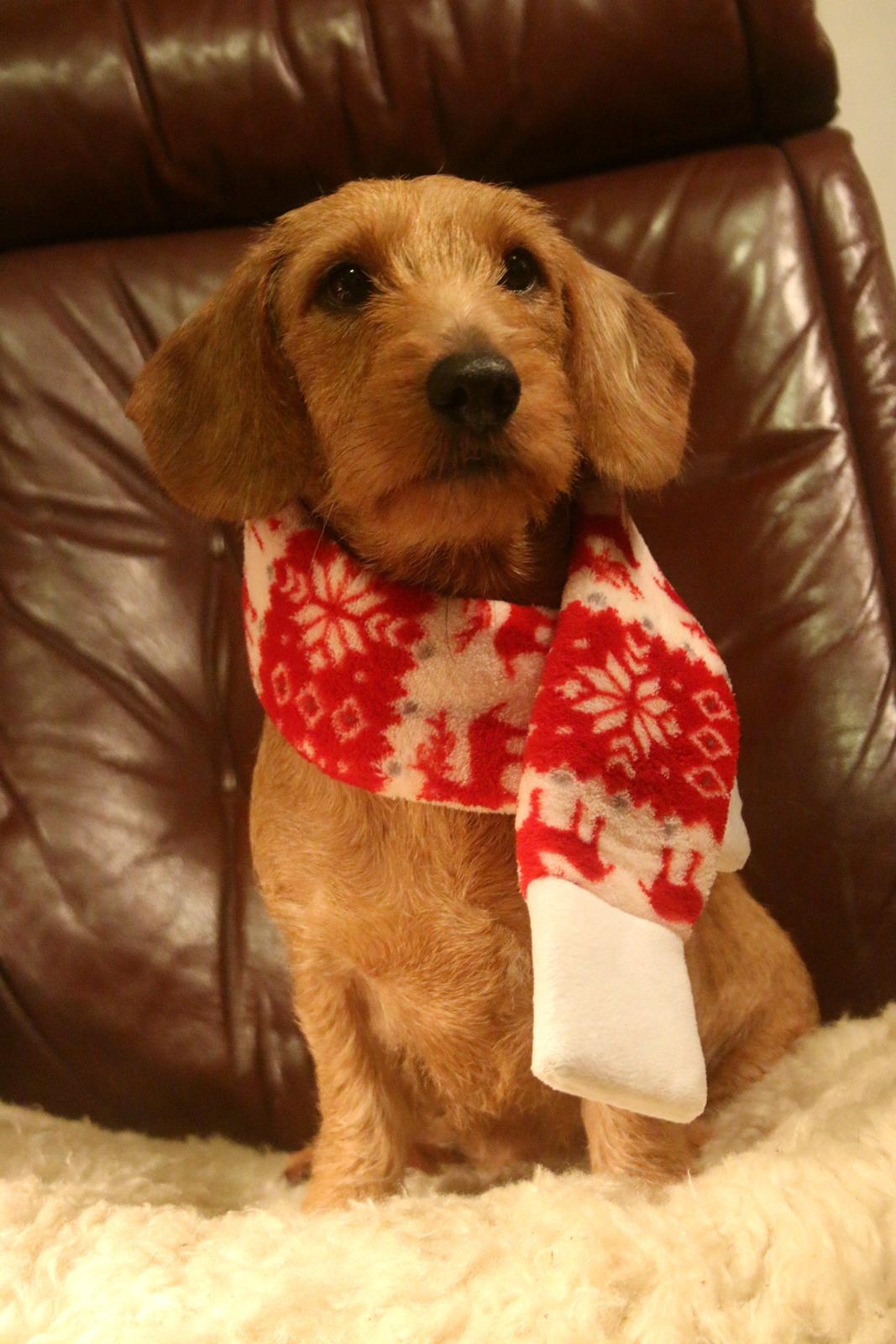 Gravhund Sønderskoven's K-Cocio billede 23