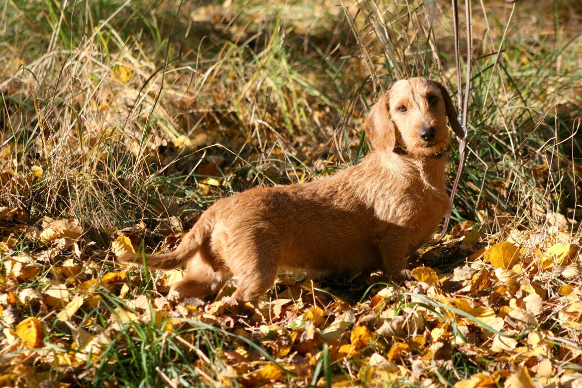 Gravhund Sønderskoven's K-Cocio billede 30