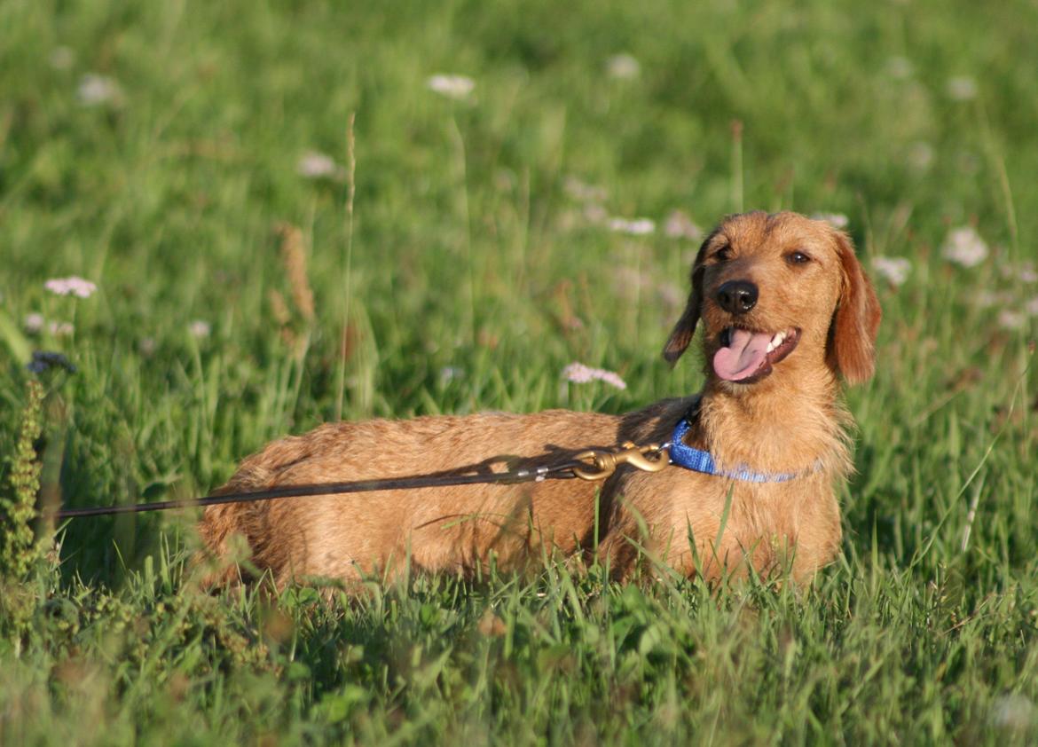Gravhund Sønderskoven's K-Cocio billede 32