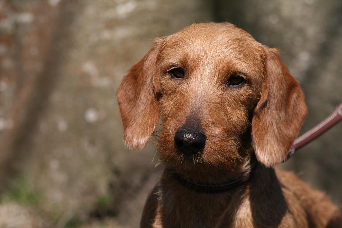 Gravhund Sønderskoven's K-Cocio billede 33