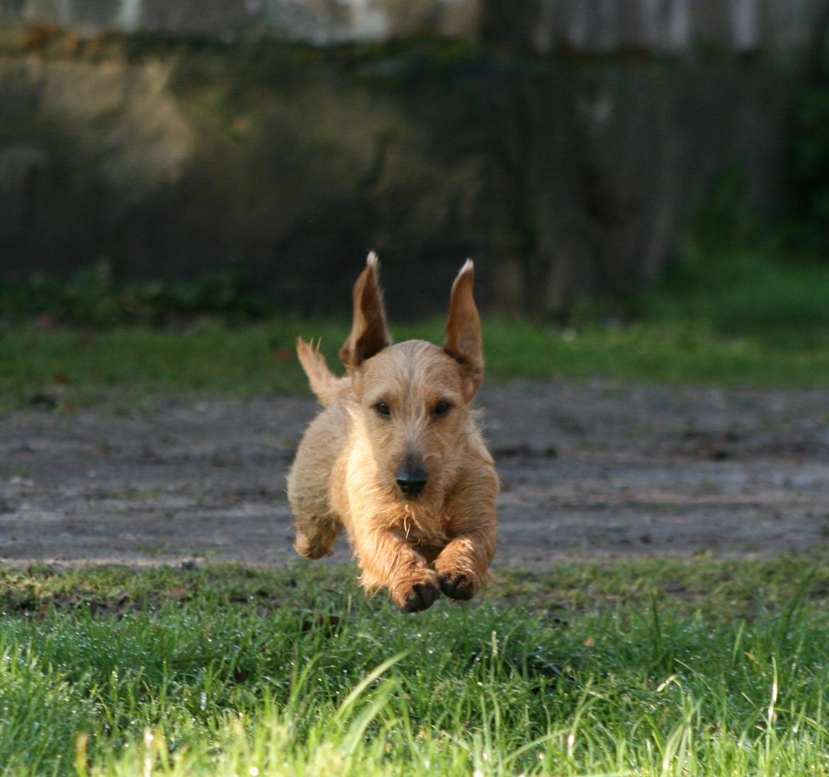 Gravhund Sønderskoven's K-Cocio billede 31