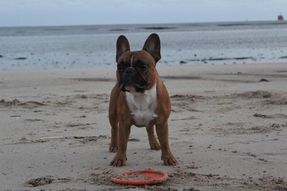 Fransk bulldog Arnold billede 17