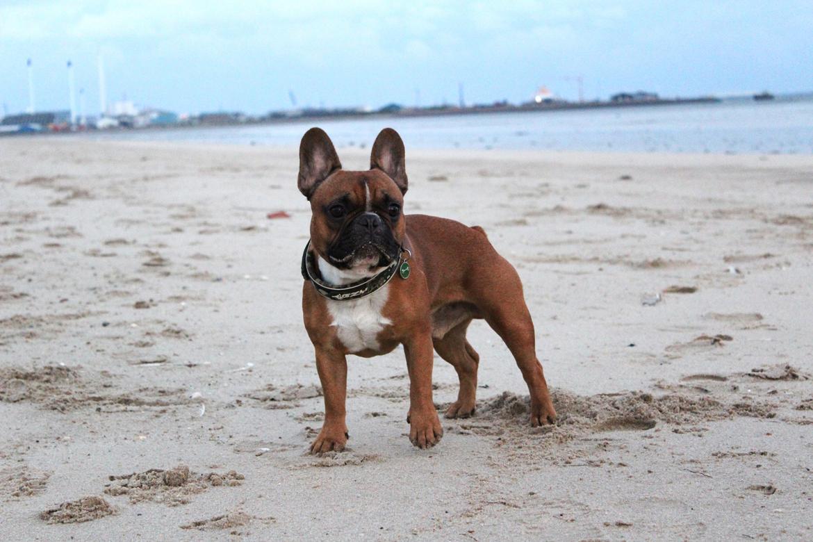 Fransk bulldog Arnold billede 18