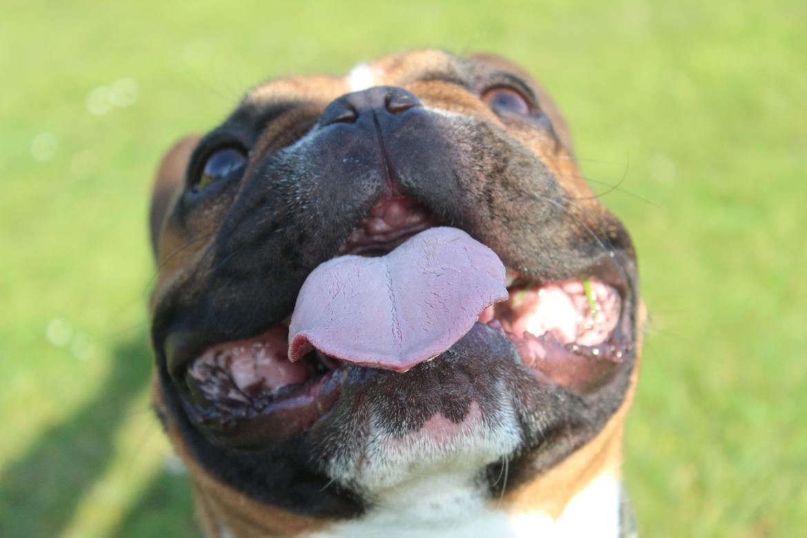 Fransk bulldog Arnold billede 22