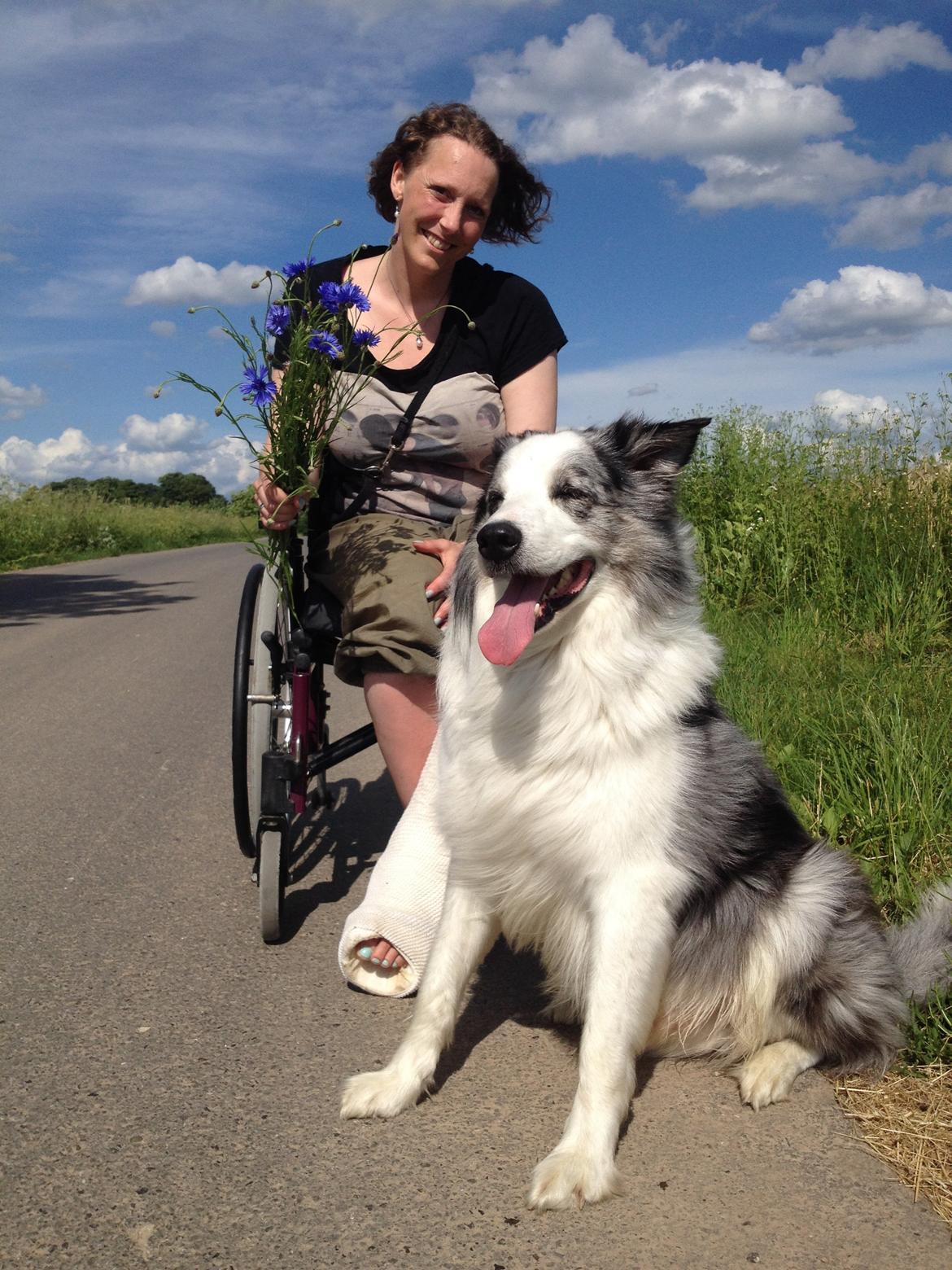 Border collie Catch billede 23