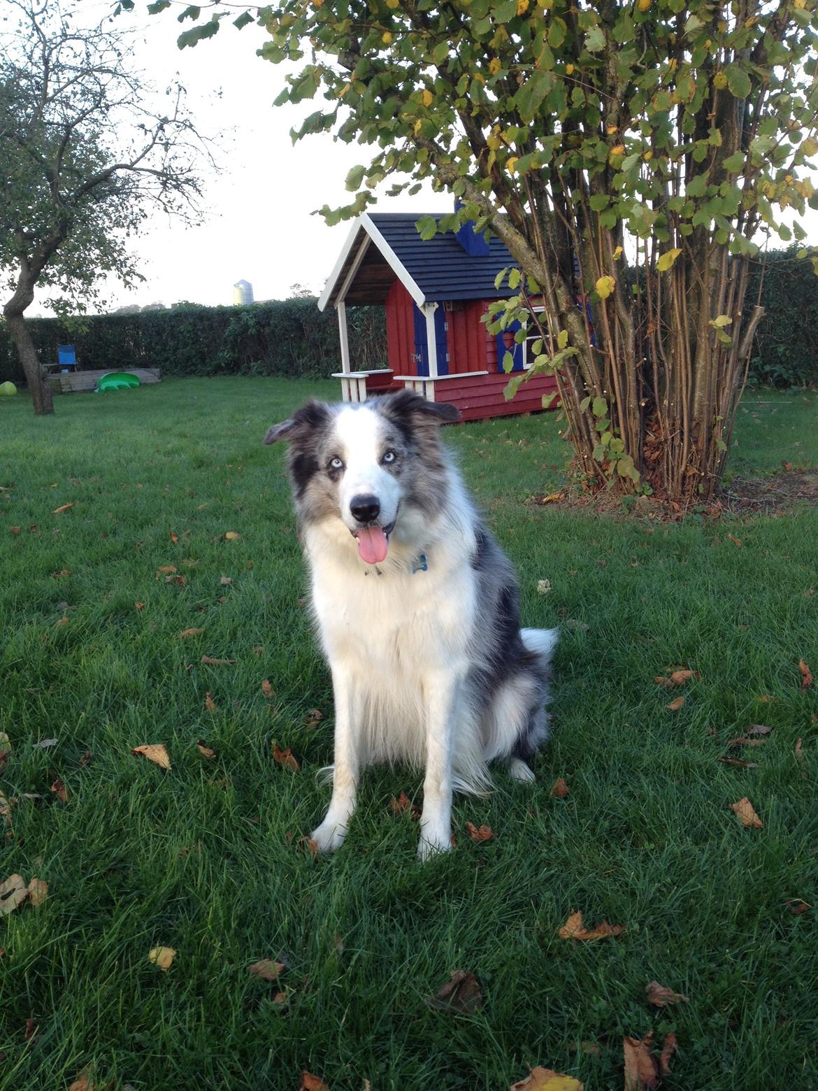 Border collie Catch billede 24