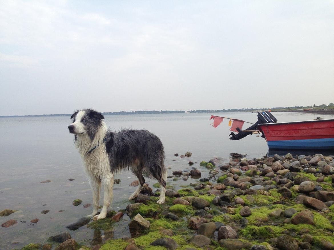 Border collie Catch billede 27