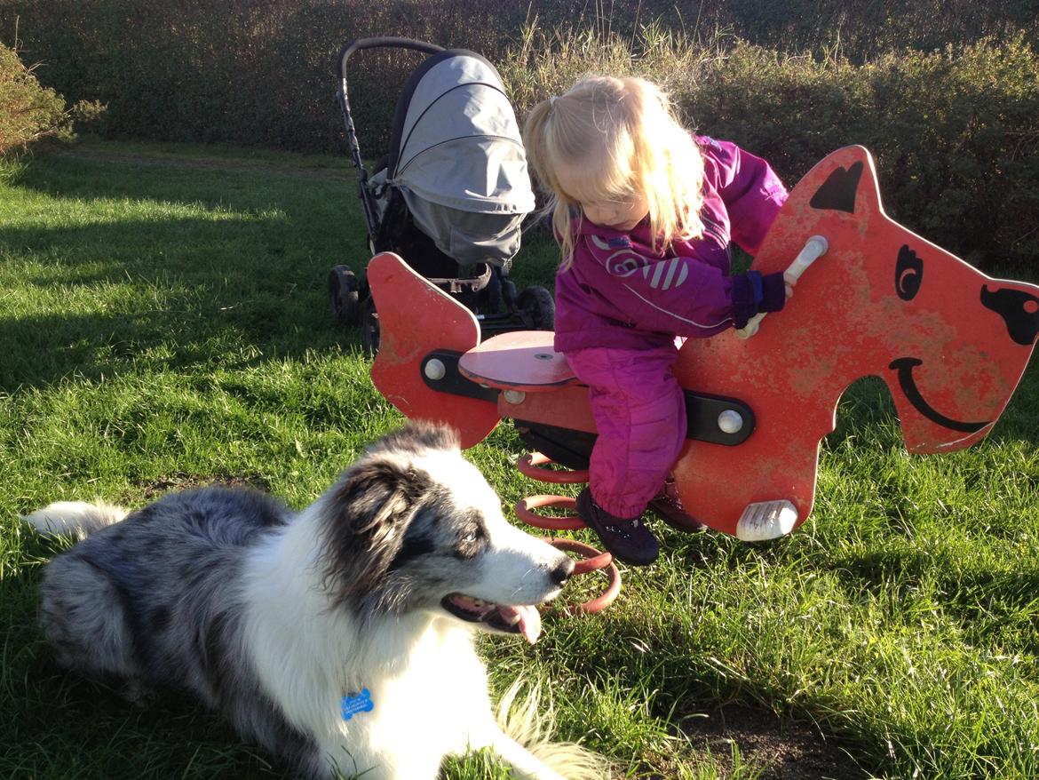 Border collie Catch billede 29