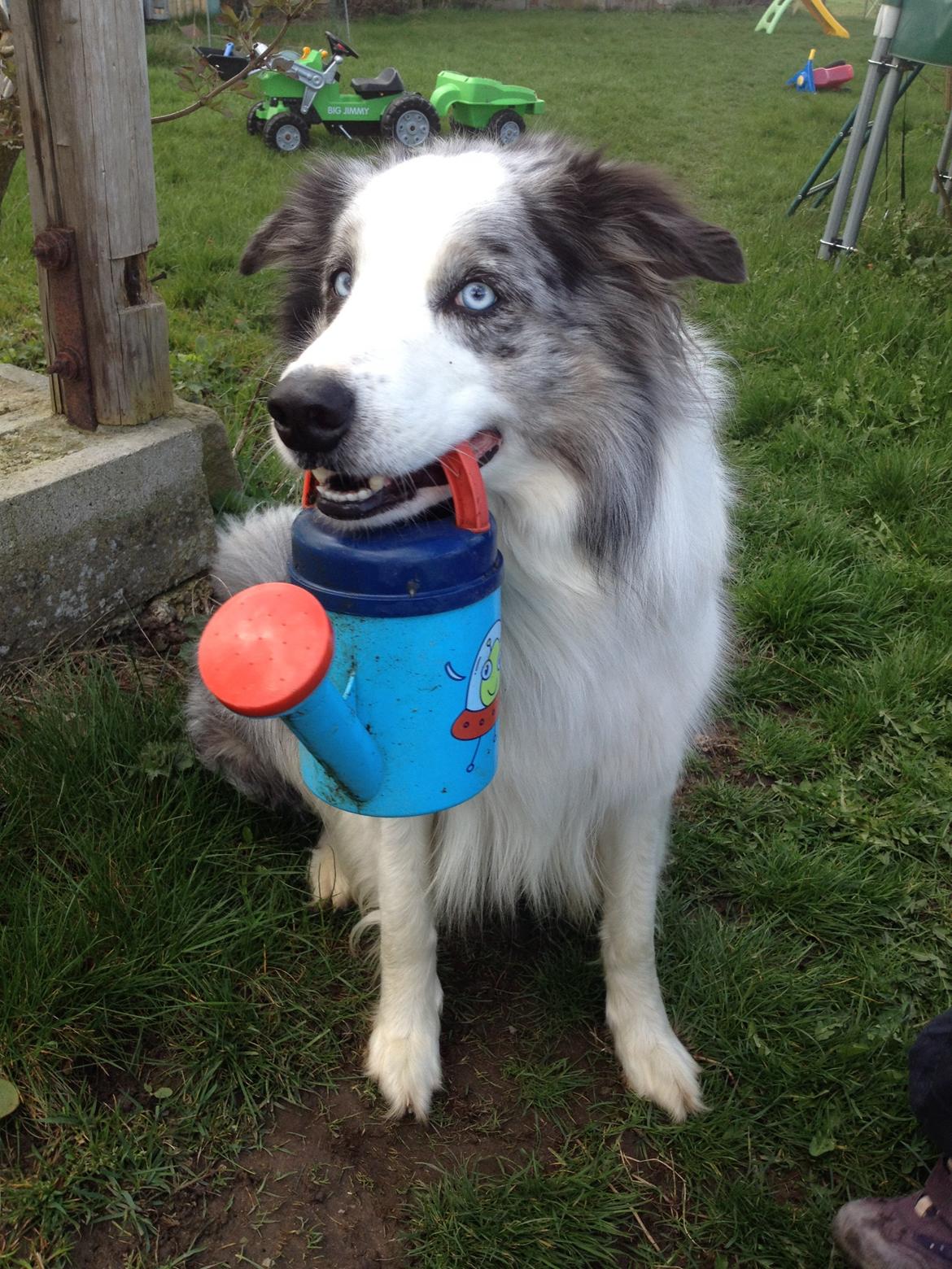 Border collie Catch billede 30