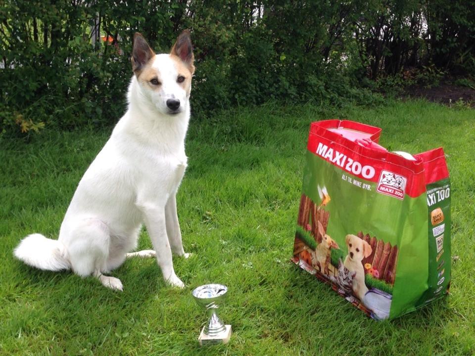 Norrbottenspids Barco billede 3