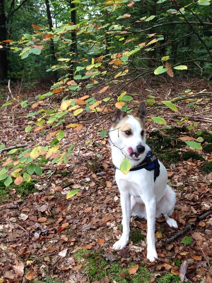 Norrbottenspids Barco billede 7