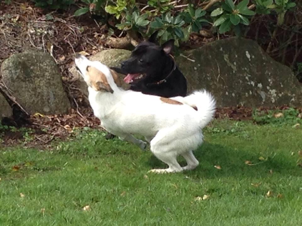 Norrbottenspids Barco billede 5