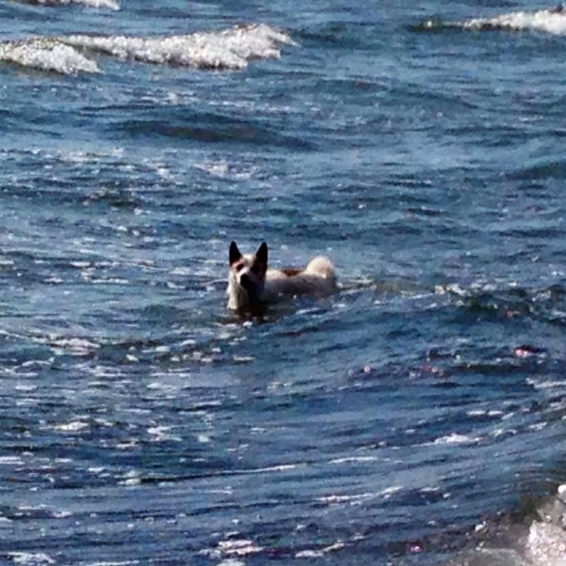 Norrbottenspids Barco billede 9