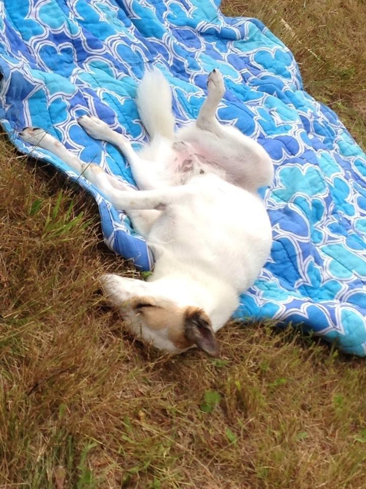 Norrbottenspids Barco billede 13