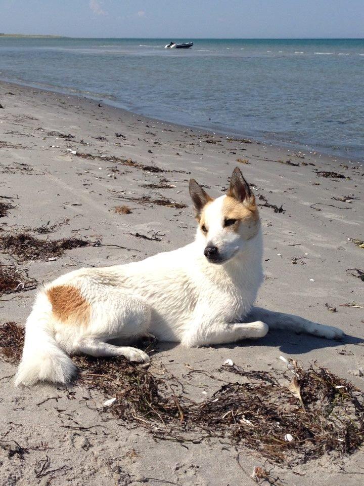 Norrbottenspids Barco billede 1