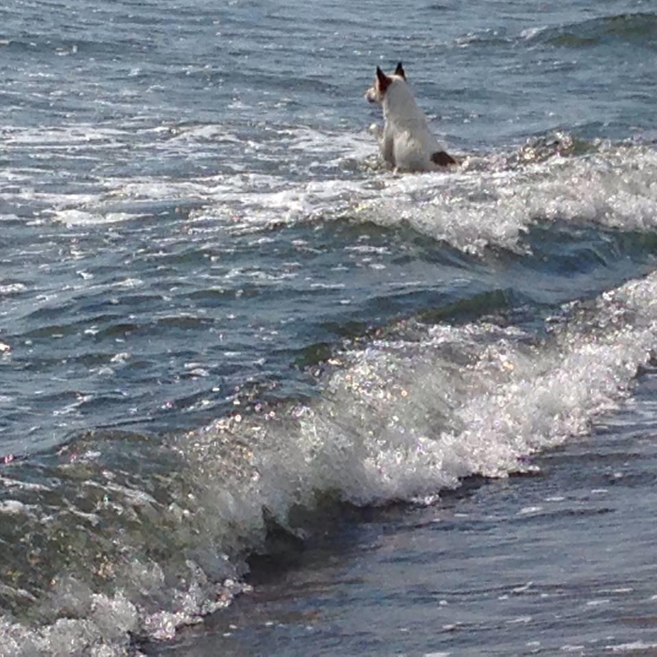 Norrbottenspids Barco billede 16