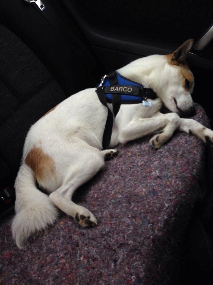 Norrbottenspids Barco billede 17