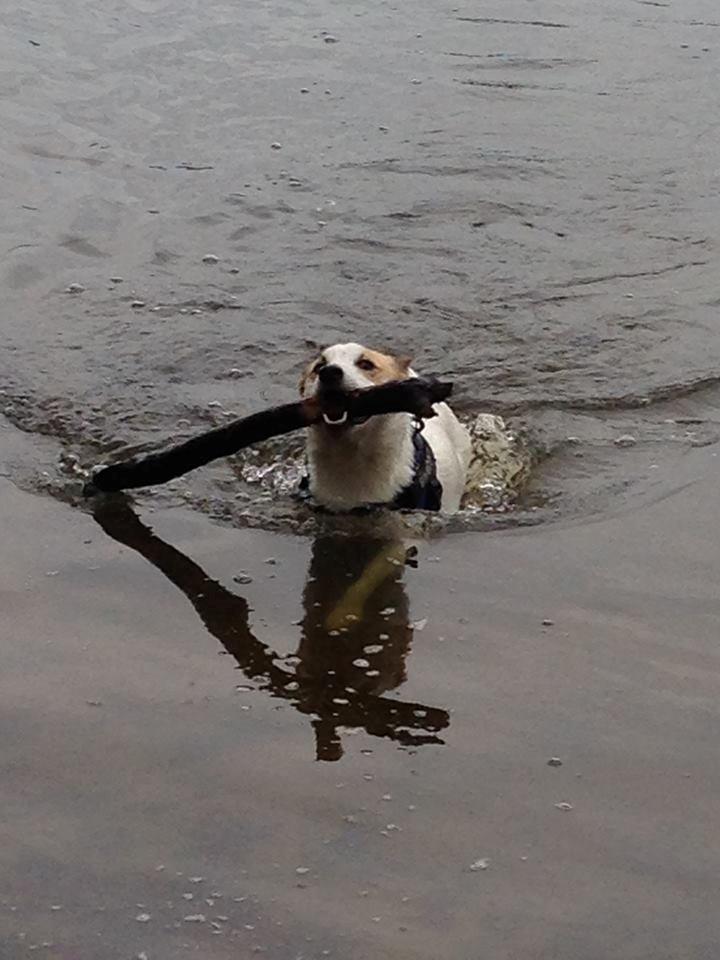 Norrbottenspids Barco billede 11