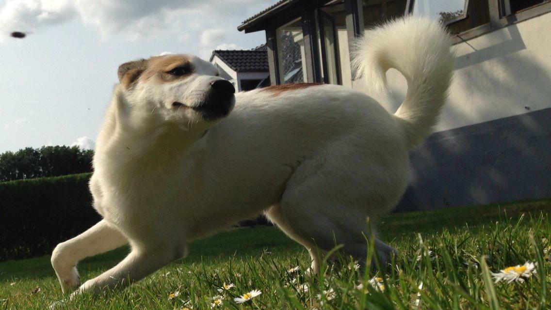 Norrbottenspids Barco billede 2