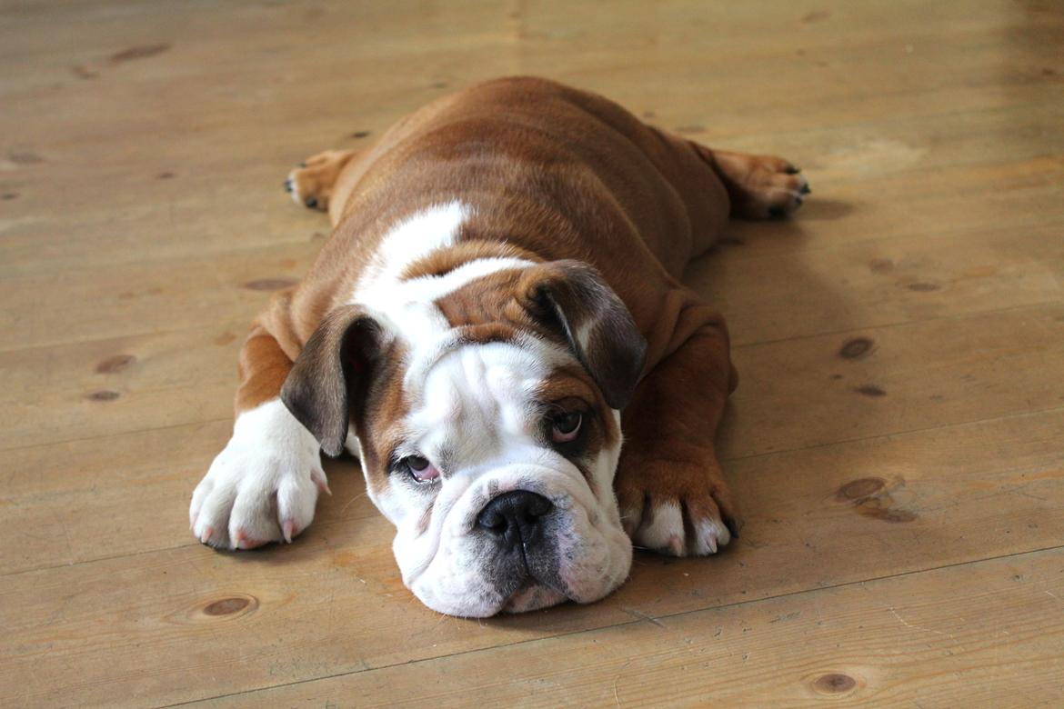Engelsk bulldog Antonio - Jeg ligger mig lige her mor, så kan du bare gå i gang med at tage billeder. :-) billede 1