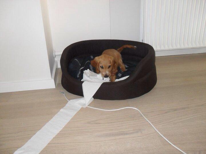 Cocker spaniel Chica billede 6