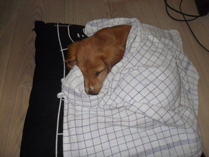 Cocker spaniel Chica billede 8