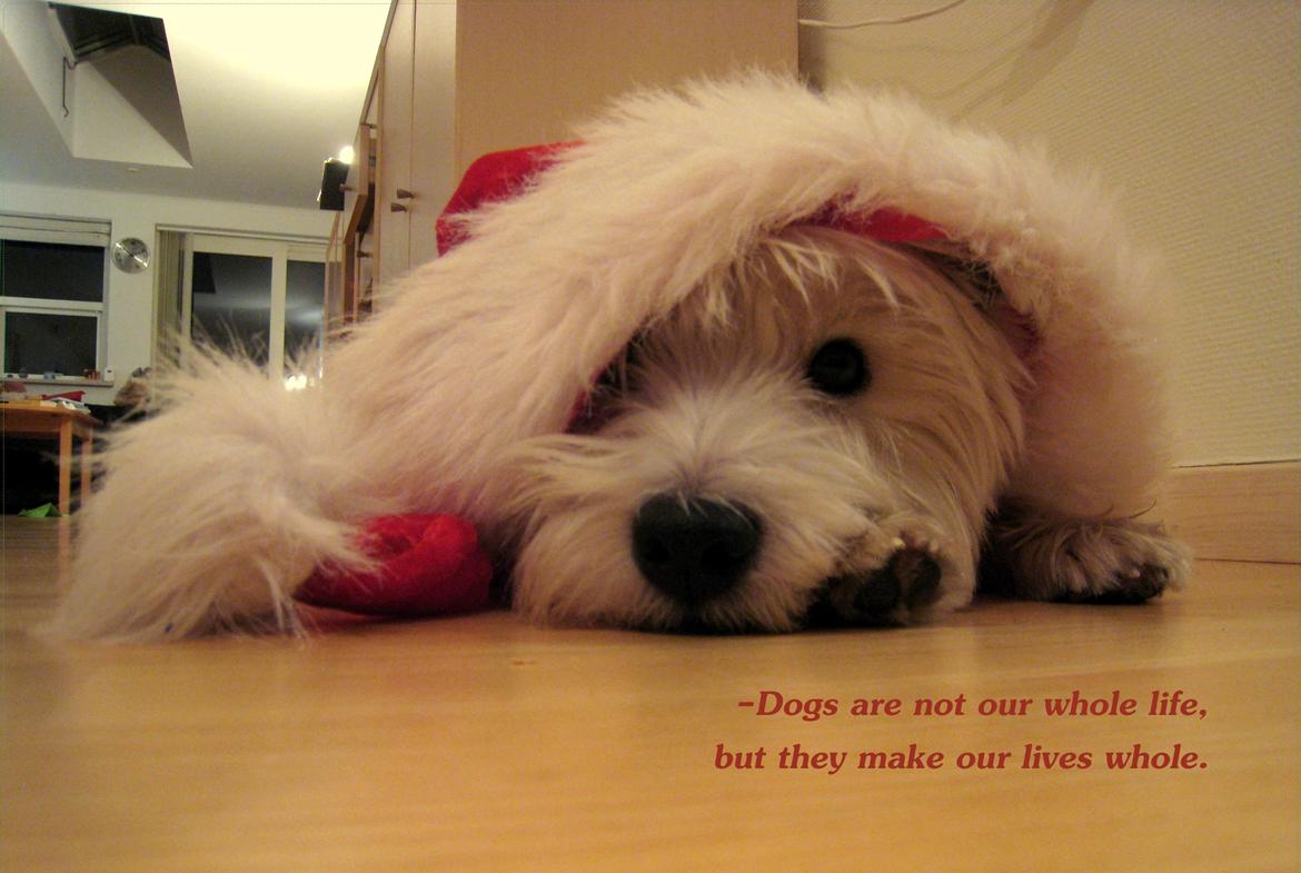 West highland white terrier Sodemarken's Lucky Luke billede 30