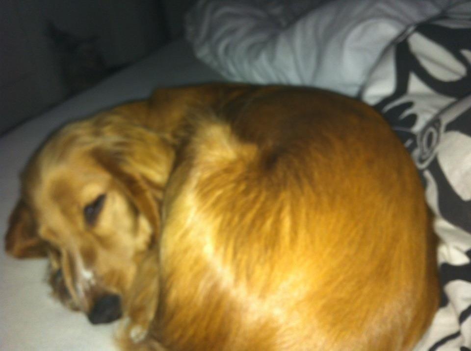 Cocker spaniel Chica billede 15