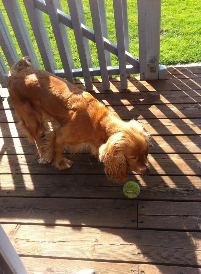 Cocker spaniel Chica billede 11