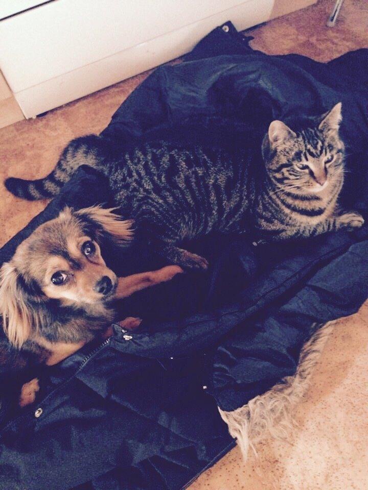 Blanding af racer Luna billede 42