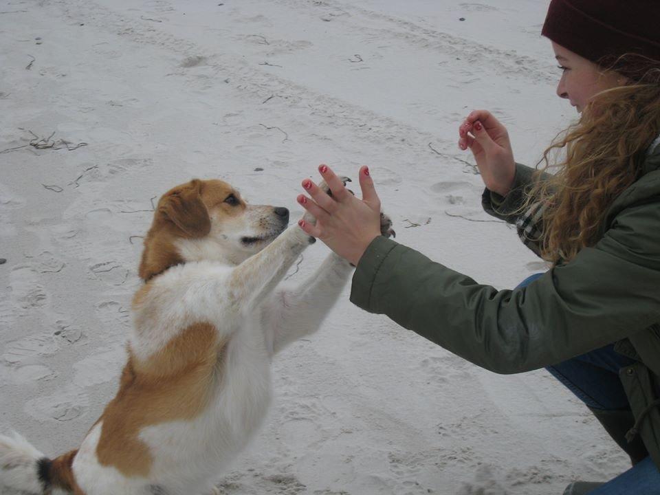 Blanding af racer Beagle/Japansk Spids-Futte - Et af mine yndlingsbilleder af Futfut billede 19