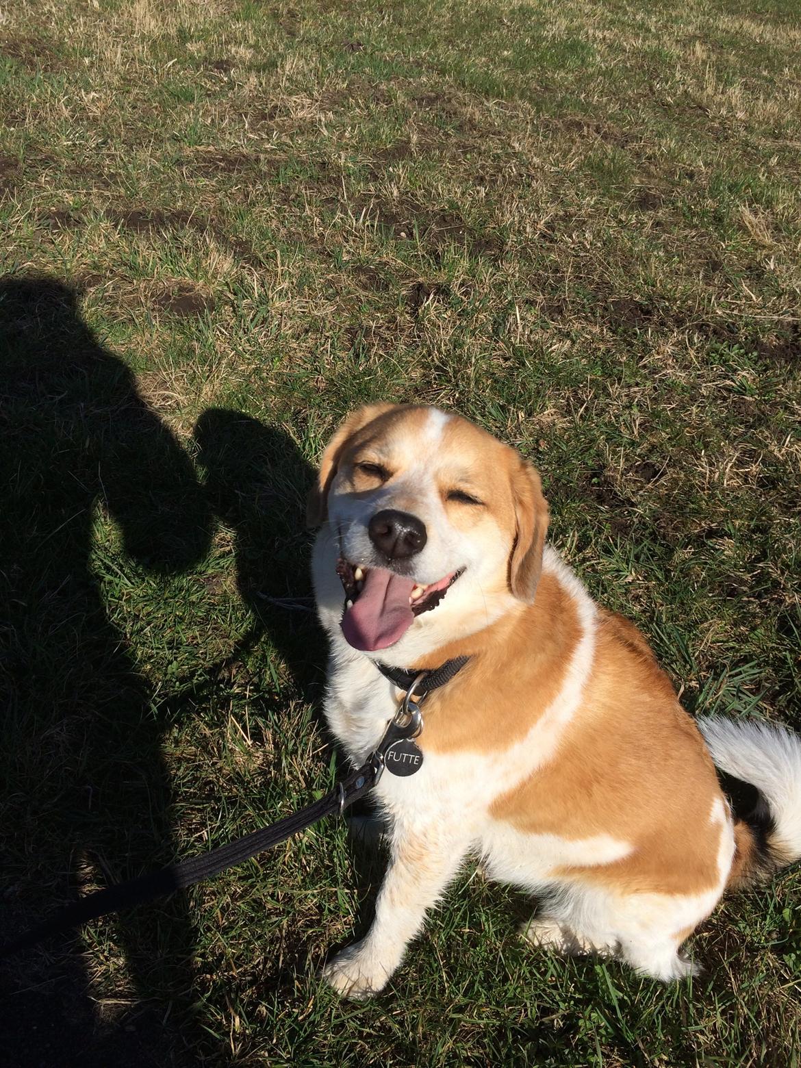 Blanding af racer Beagle/Japansk Spids-Futte - Elsker <3 billede 2