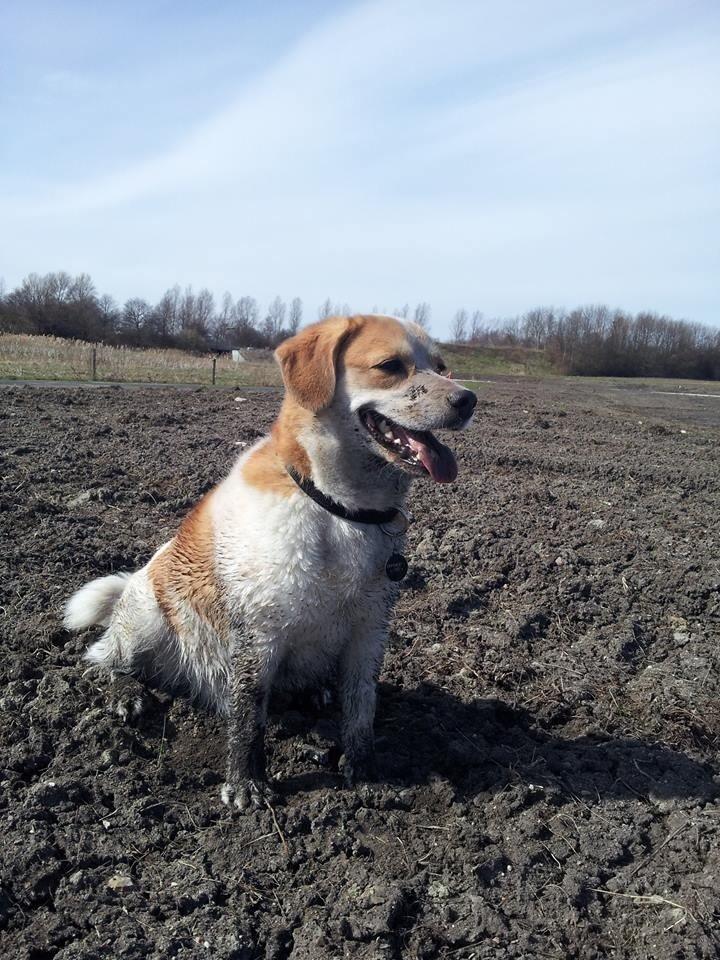Blanding af racer Beagle/Japansk Spids-Futte - Futte muddergris billede 27