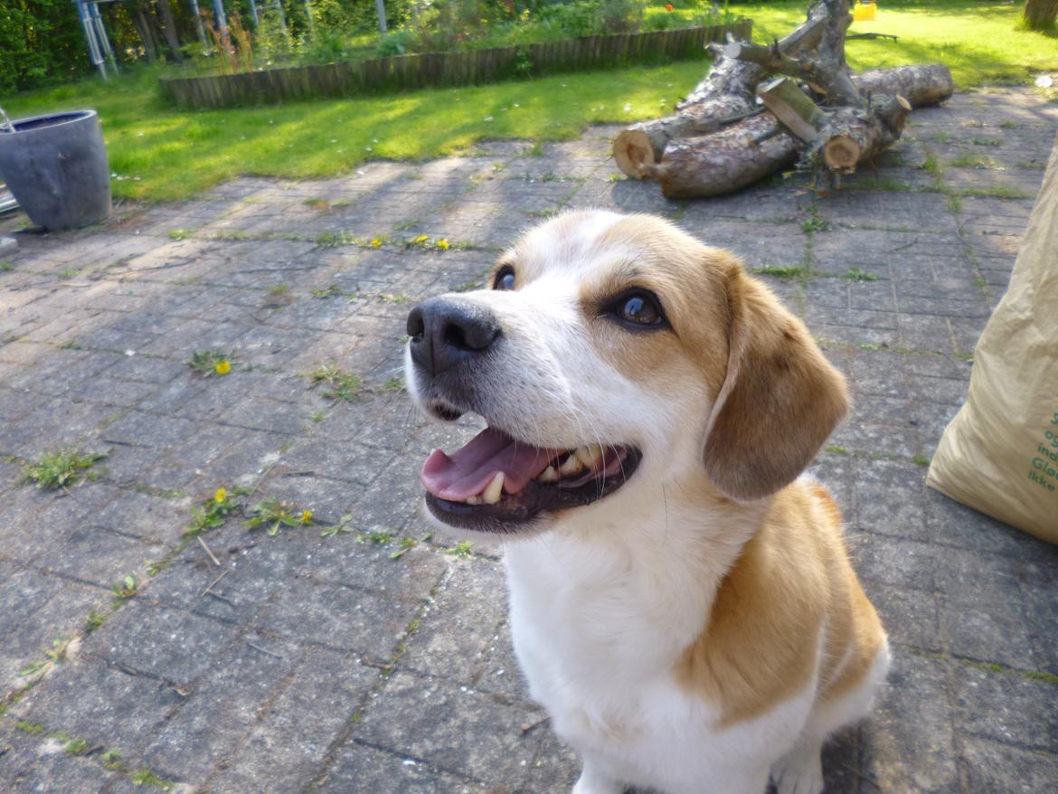 Blanding af racer Beagle/Japansk Spids-Futte billede 17