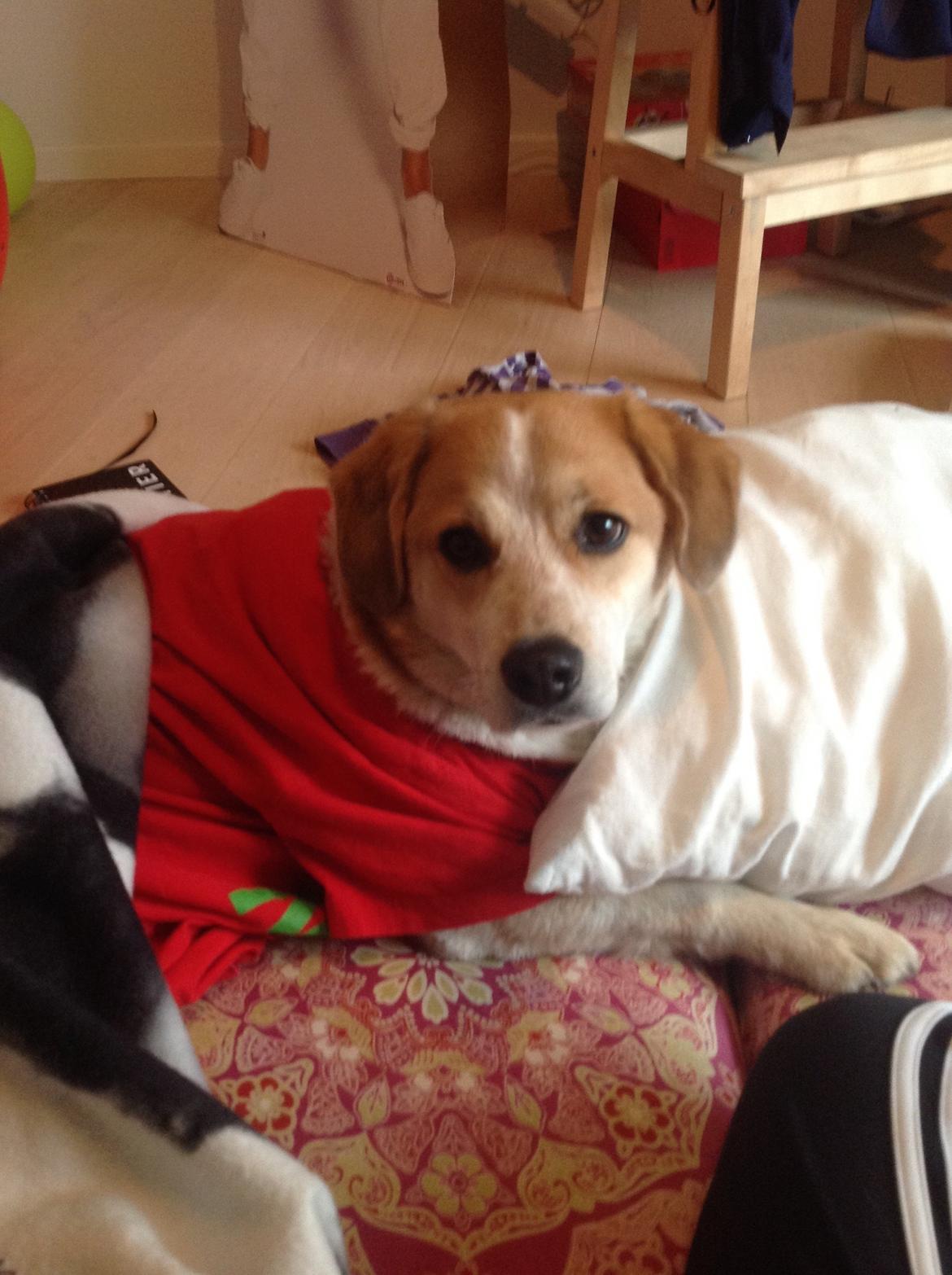 Blanding af racer Beagle/Japansk Spids-Futte billede 28