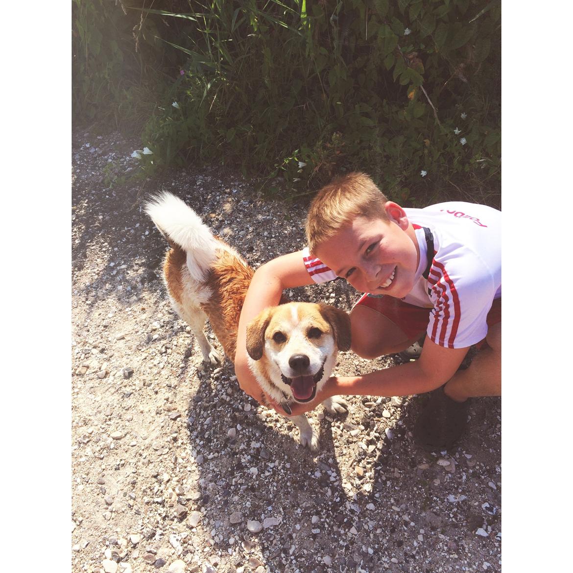 Blanding af racer Beagle/Japansk Spids-Futte billede 16