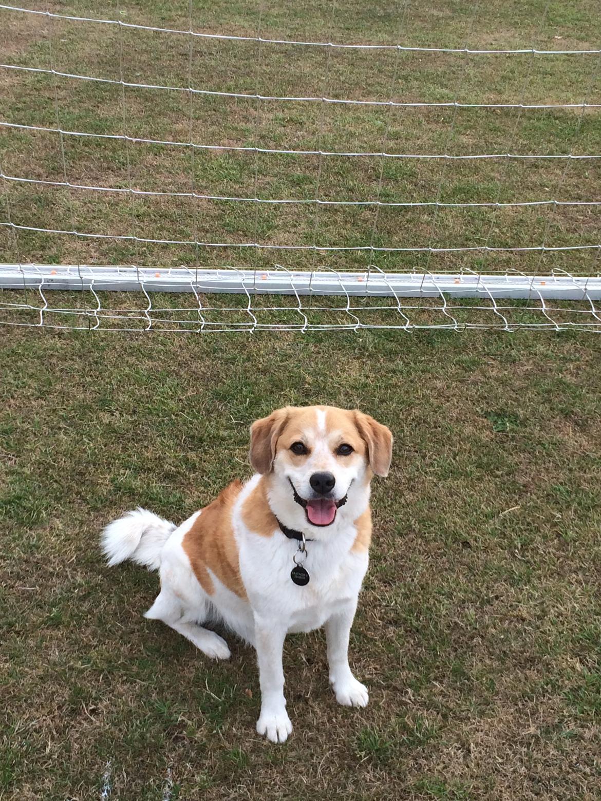 Blanding af racer Beagle/Japansk Spids-Futte billede 15