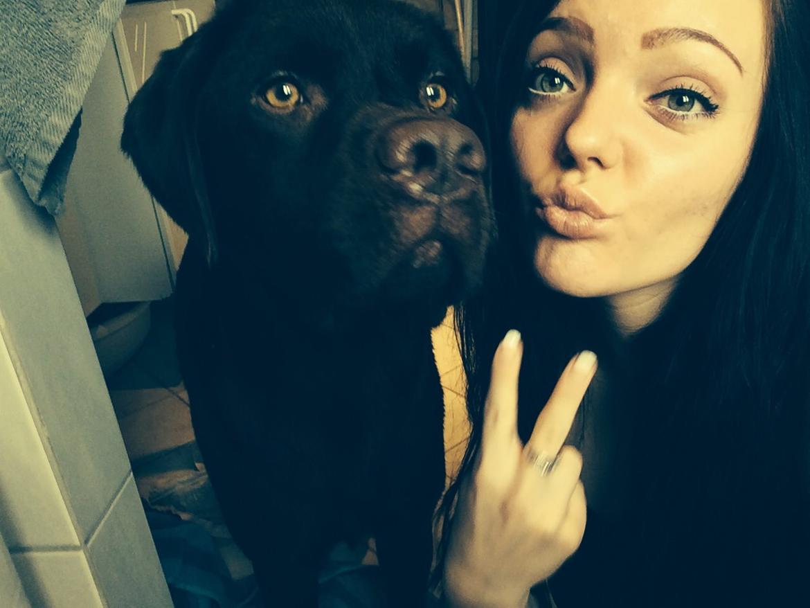 Labrador retriever Balou billede 36