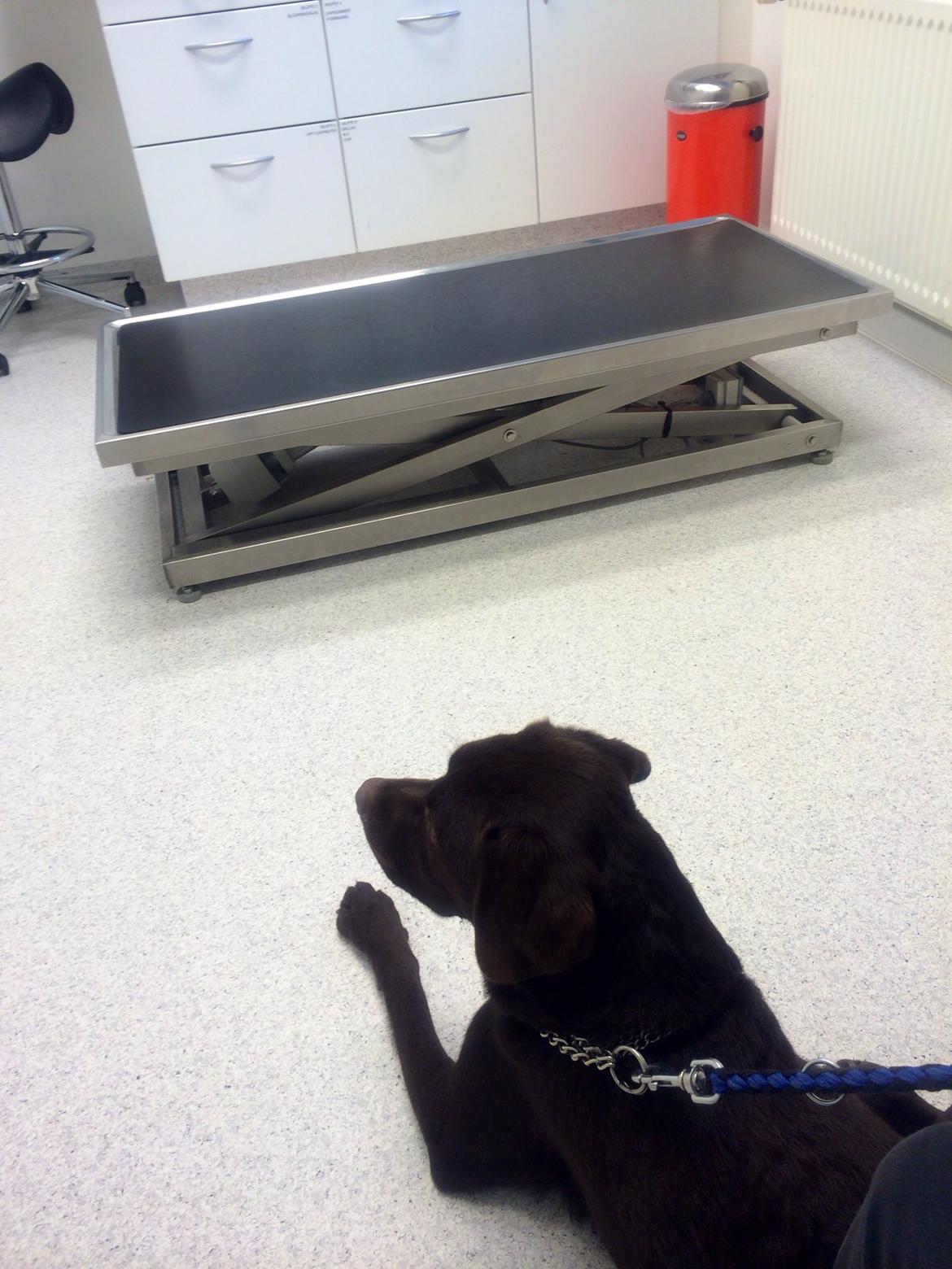 Labrador retriever Balou billede 37