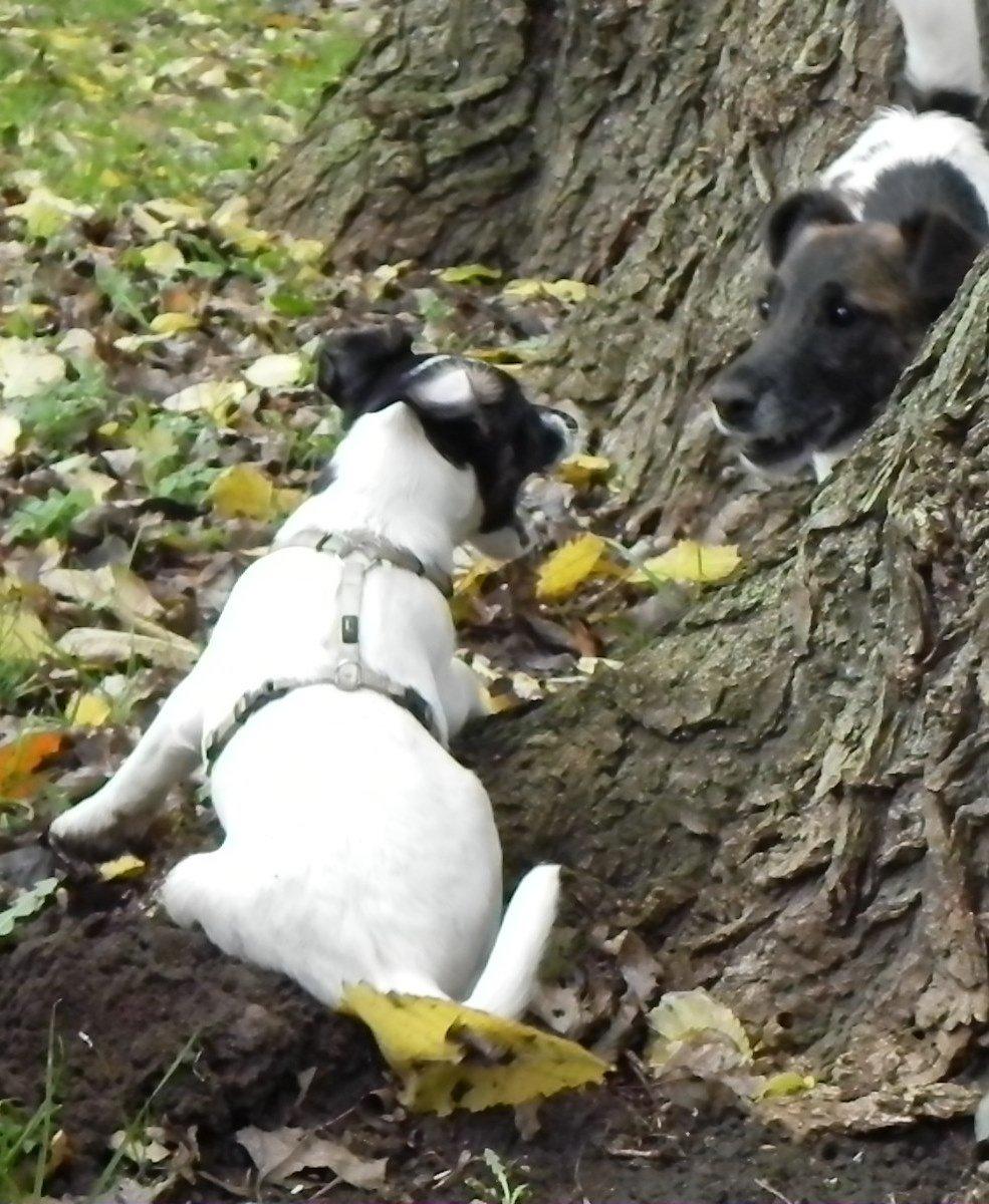 Glathåret foxterrier Charlie billede 12