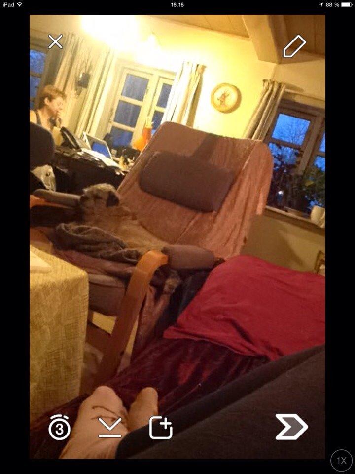 Border terrier Zasha billede 6