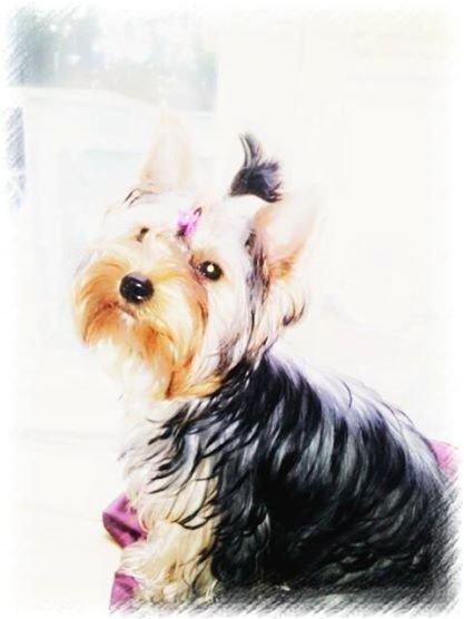 Yorkshire terrier Nika - Redigeret billede 1