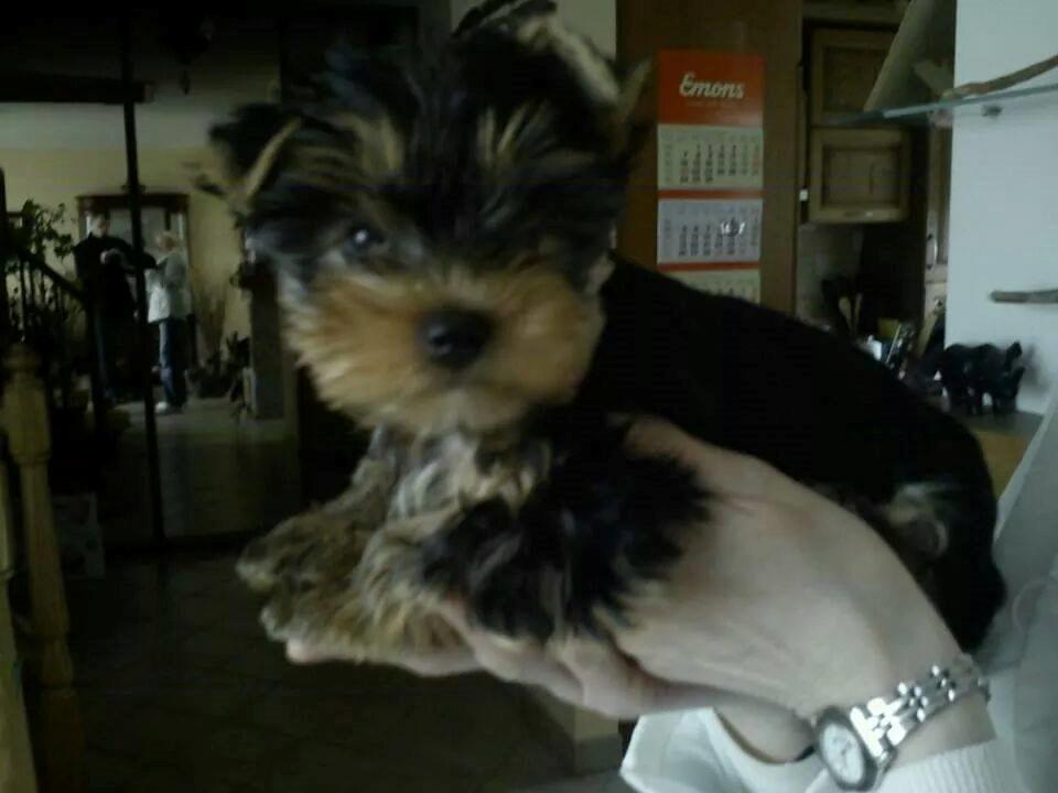 Yorkshire terrier Nika - Nika Bliver holdt oppe  billede 3