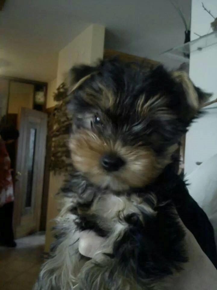 Yorkshire terrier Nika - Nika da den var hvalp billede 4