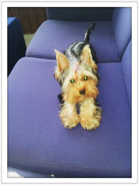 Yorkshire terrier Nika - nika i sofaen billede 2